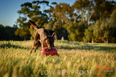 October 2017 / DOG_BALL_PLAYING_042_171018_TRP0514