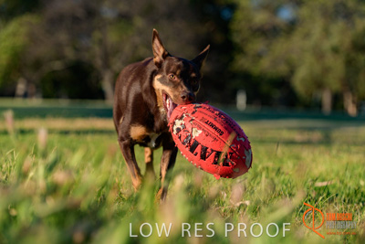 October 2017 / DOG_BALL_PLAYING_242_171018_TRP1214