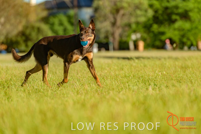 October 2017 / DOG_BALL_PLAYING_344_171018_TRP1643