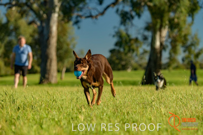 October 2017 / DOG_BALL_PLAYING_375_171018_TRP1748