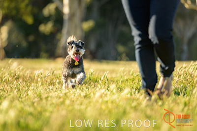 October 2017 / DOG_PLAYING_PEOPLE_199_171018_TRP0989