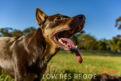 October 2017 / DOG_PORTRAITS_443_171018_TRP2730