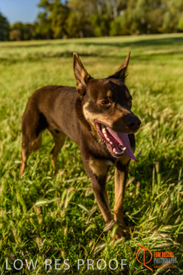 October 2017 / DOG_PORTRAITS_445_171018_TRP2744