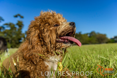 October 2017 / DOG_PORTRAITS_449_171018_TRP2762