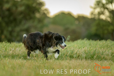 October 2017 / DOG_RUNNING_005_171018_TRP0377