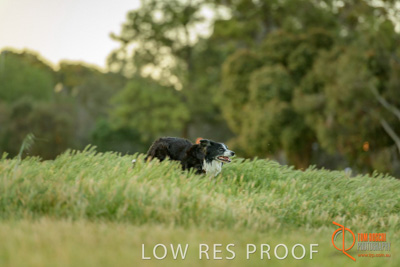 October 2017 / DOG_RUNNING_007_171018_TRP0382