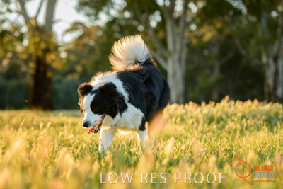 October 2017 / DOG_RUNNING_010_171018_TRP0407