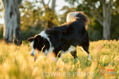 October 2017 / DOG_RUNNING_011_171018_TRP0409