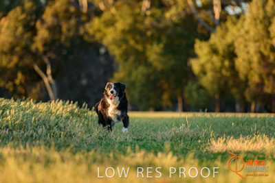 October 2017 / DOG_RUNNING_015_171018_TRP0418