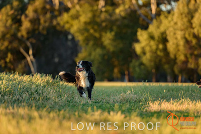 October 2017 / DOG_RUNNING_016_171018_TRP0419