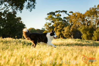 October 2017 / DOG_RUNNING_039_171018_TRP0486