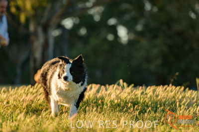 October 2017 / DOG_RUNNING_040_171018_TRP0503