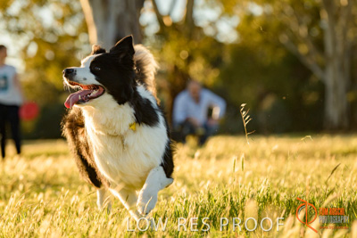 October 2017 / DOG_RUNNING_057_171018_TRP0555
