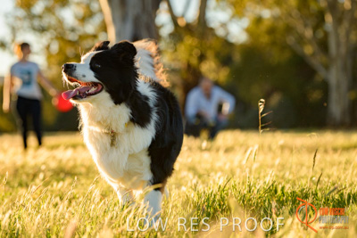 October 2017 / DOG_RUNNING_058_171018_TRP0556