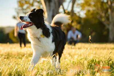 October 2017 / DOG_RUNNING_059_171018_TRP0557