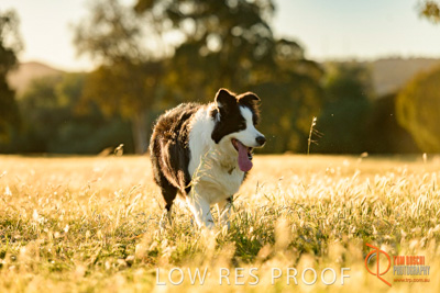 October 2017 / DOG_RUNNING_066_171018_TRP0577