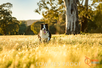 October 2017 / DOG_RUNNING_070_171018_TRP0591