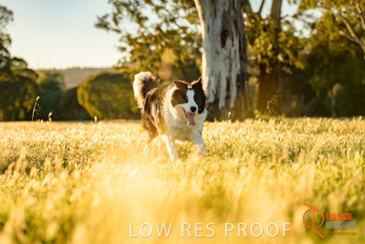 October 2017 / DOG_RUNNING_072_171018_TRP0599