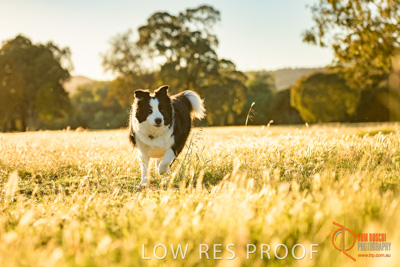 October 2017 / DOG_RUNNING_074_171018_TRP0614