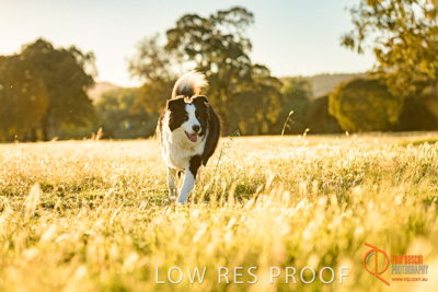 October 2017 / DOG_RUNNING_075_171018_TRP0615