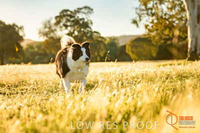 October 2017 / DOG_RUNNING_077_171018_TRP0617