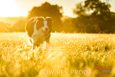 October 2017 / DOG_RUNNING_079_171018_TRP0625