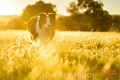 October 2017 / DOG_RUNNING_080_171018_TRP0626