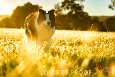 October 2017 / DOG_RUNNING_081_171018_TRP0627