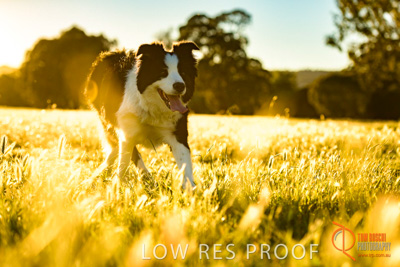 October 2017 / DOG_RUNNING_082_171018_TRP0628