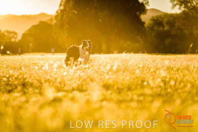 October 2017 / DOG_RUNNING_084_171018_TRP0634