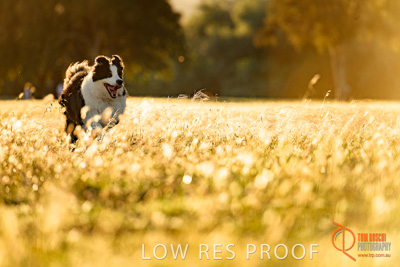 October 2017 / DOG_RUNNING_086_171018_TRP0638