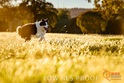 October 2017 / DOG_RUNNING_090_171018_TRP0645