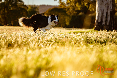 October 2017 / DOG_RUNNING_091_171018_TRP0647