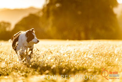 October 2017 / DOG_RUNNING_099_171018_TRP0658