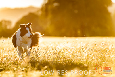 October 2017 / DOG_RUNNING_100_171018_TRP0660