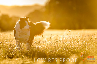 October 2017 / DOG_RUNNING_101_171018_TRP0663