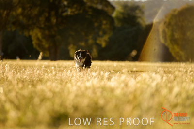 October 2017 / DOG_RUNNING_103_171018_TRP0683