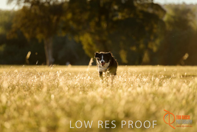 October 2017 / DOG_RUNNING_105_171018_TRP0688