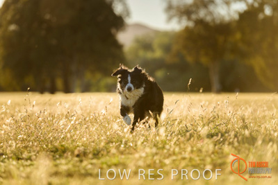 October 2017 / DOG_RUNNING_107_171018_TRP0698