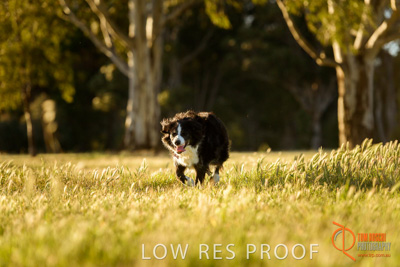 October 2017 / DOG_RUNNING_109_171018_TRP0710