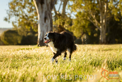 October 2017 / DOG_RUNNING_113_171018_TRP0721