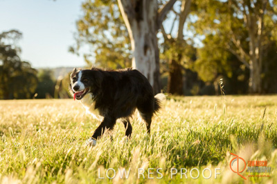 October 2017 / DOG_RUNNING_114_171018_TRP0724