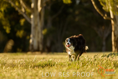 October 2017 / DOG_RUNNING_116_171018_TRP0732