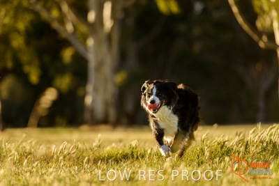 October 2017 / DOG_RUNNING_117_171018_TRP0735