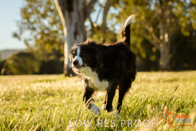 October 2017 / DOG_RUNNING_121_171018_TRP0745