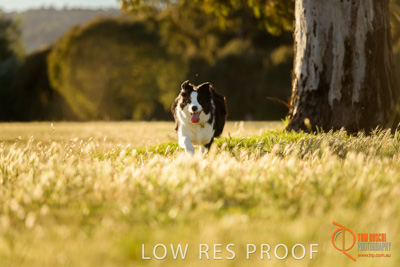 October 2017 / DOG_RUNNING_122_171018_TRP0751