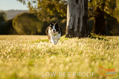 October 2017 / DOG_RUNNING_125_171018_TRP0756