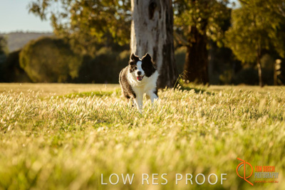 October 2017 / DOG_RUNNING_127_171018_TRP0759