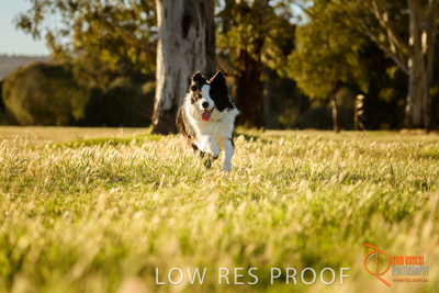 October 2017 / DOG_RUNNING_128_171018_TRP0761