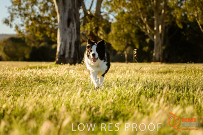 October 2017 / DOG_RUNNING_129_171018_TRP0764